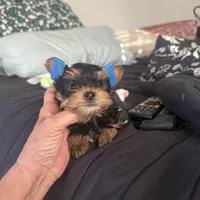 DDs tiny boy (undocked), a male Yorkshire Terrier for sale in Roseville, CA – Photo 7 of 10