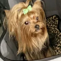 DDs tiny boy (undocked), a male Yorkshire Terrier for sale in Roseville, CA – Photo 4 of 10