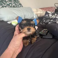 DDs tiny boy (undocked), a male Yorkshire Terrier for sale in Roseville, CA – Photo 6 of 10