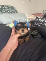 DD boy (undocked), a male Yorkshire Terrier for sale in Roseville, CA – Photo 4 of 6