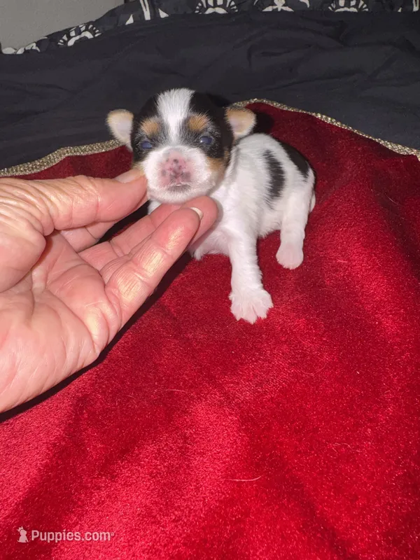 Abeni  – Yorkshire Terrier puppy for sale in Roseville, CA