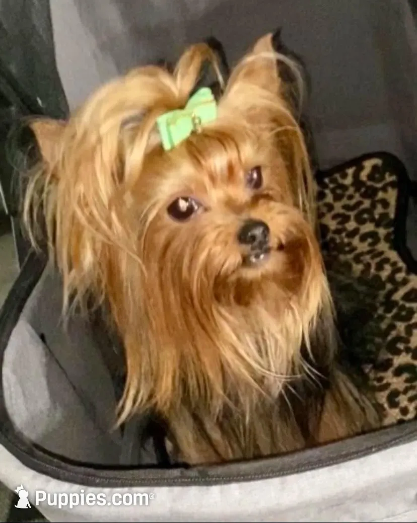 Pepino (undocked) , a male Yorkshire Terrier for sale in Roseville, CA – Photo 3 of 7