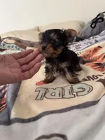 Pepino , a male Yorkshire Terrier for sale in Roseville, CA – Photo 6 of 7