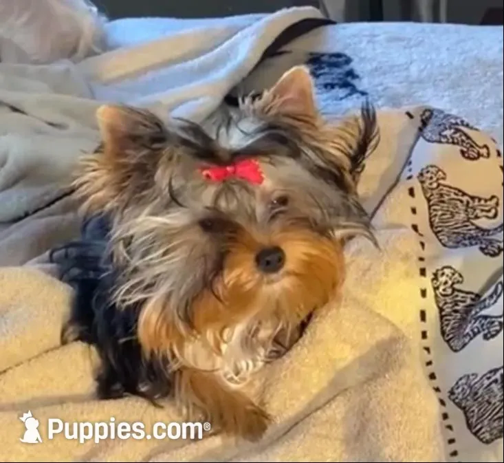 Pepino (undocked) , a male Yorkshire Terrier for sale in Roseville, CA – Photo 2 of 7