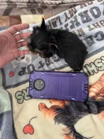 Pepino , a male Yorkshire Terrier for sale in Roseville, CA – Photo 7 of 7