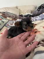 Pepino , a male Yorkshire Terrier for sale in Roseville, CA – Photo 4 of 7