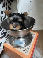 Pepino , a male Yorkshire Terrier for sale in Roseville, CA – Photo 5 of 7