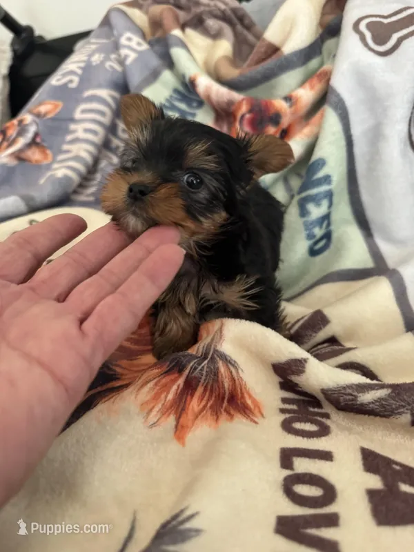 Pepino  – Yorkshire Terrier puppy for sale in Roseville, CA