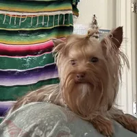 La Chula Undocked , a female Yorkshire Terrier for sale in Roseville, CA – Photo 5 of 10