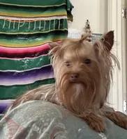 La Chula, a female Yorkshire Terrier for sale in Roseville, CA – Photo 5 of 10