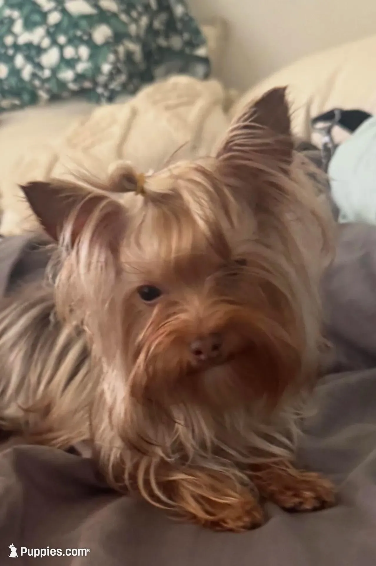 La Chula Female Undocked , a female Yorkshire Terrier for sale in Roseville, CA – Photo 7 of 10
