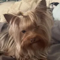 La Chula Undocked , a female Yorkshire Terrier for sale in Roseville, CA – Photo 3 of 10