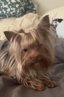 La Chula, a female Yorkshire Terrier for sale in Roseville, CA – Photo 3 of 10