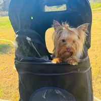 La Chula Undocked , a female Yorkshire Terrier for sale in Roseville, CA – Photo 10 of 10