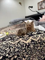 La Chula Female Undocked , a female Yorkshire Terrier for sale in Roseville, CA – 10 of 10
