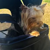 La Chula Undocked , a female Yorkshire Terrier for sale in Roseville, CA – Photo 7 of 10