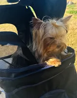 La Chula, a female Yorkshire Terrier for sale in Roseville, CA – Photo 7 of 10