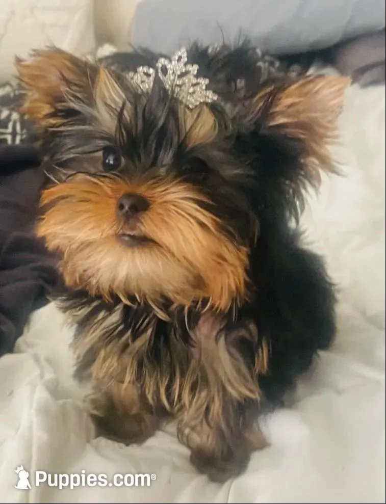 La Chula Undocked , a female Yorkshire Terrier for sale in Roseville, CA – Photo 3 of 10