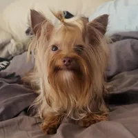 La Chula Undocked , a female Yorkshire Terrier for sale in Roseville, CA – Photo 1 of 10