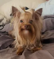 La Chula, a female Yorkshire Terrier for sale in Roseville, CA – Photo 1 of 10