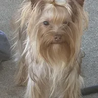 La Chula Undocked , a female Yorkshire Terrier for sale in Roseville, CA – Photo 4 of 10