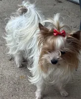 La Chula Undocked , a female Yorkshire Terrier for sale in Roseville, CA – Photo 10 of 10