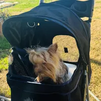 La Chula Undocked , a female Yorkshire Terrier for sale in Roseville, CA – Photo 8 of 10