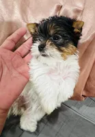 Mauritania, female  (undocked) , a female Yorkshire Terrier for sale in Roseville, CA – Photo 7 of 10