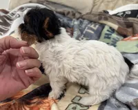 Mauritania , a female Yorkshire Terrier for sale in Roseville, CA – Photo 10 of 10