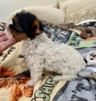 Mauritania , a female Yorkshire Terrier for sale in Roseville, CA – Photo 6 of 10