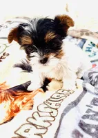 Mauritania , a female Yorkshire Terrier for sale in Roseville, CA – Photo 9 of 10