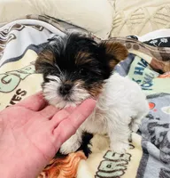 Mauritania , a female Yorkshire Terrier for sale in Roseville, CA – Photo 7 of 10