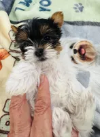 Mauritania , a female Yorkshire Terrier for sale in Roseville, CA – Photo 5 of 10