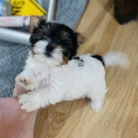 Mauritania, female  (undocked) , a female Yorkshire Terrier for sale in Roseville, CA – Photo 8 of 10
