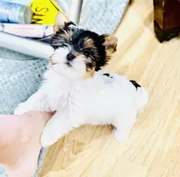 Mauritania, female  (undocked) , a female Yorkshire Terrier for sale in Roseville, CA – Photo 2 of 10