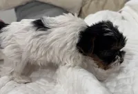 Mauritania , a female Yorkshire Terrier for sale in Roseville, CA – Photo 3 of 10