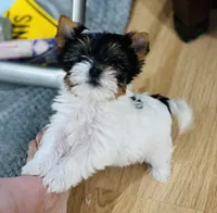 Mauritania, female  (undocked) , a female Yorkshire Terrier for sale in Roseville, CA – Photo 6 of 10