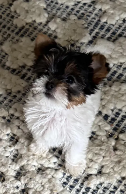 Mauritania, female  (undocked)  – Yorkshire Terrier puppy for sale in Roseville, CA