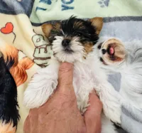 Mauritania , a female Yorkshire Terrier for sale in Roseville, CA – Photo 4 of 10