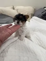 Mauritania , a female Yorkshire Terrier for sale in Roseville, CA – Photo 8 of 10