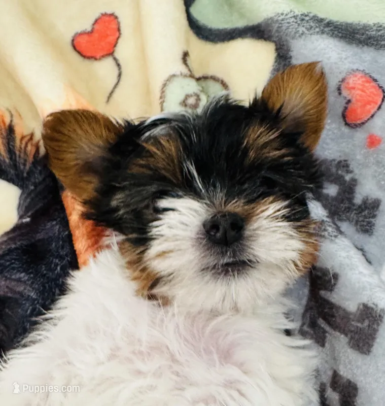 Mauritania  – Yorkshire Terrier puppy for sale in Roseville, CA
