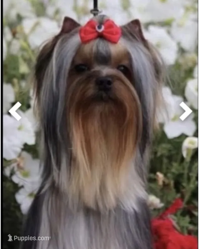 Mamandi  – Yorkshire Terrier puppy for sale in Roseville, CA