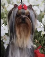 Mamandi , a female Yorkshire Terrier for sale in Roseville, CA – 1 of 9