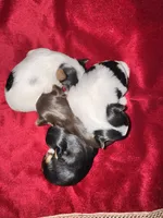 Abeni , a female Yorkshire Terrier for sale in Roseville, CA – 10 of 10