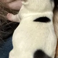 Fanta Undocked , a female Yorkshire Terrier for sale in Roseville, CA – Photo 3 of 10