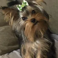 Fanta Undocked , a female Yorkshire Terrier for sale in Roseville, CA – Photo 4 of 10