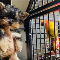Fanta Undocked , a female Yorkshire Terrier for sale in Roseville, CA – Photo 9 of 10