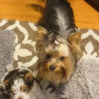 Fanta Undocked , a female Yorkshire Terrier for sale in Roseville, CA – Photo 7 of 10