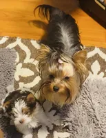 Fanta , a female Yorkshire Terrier for sale in Roseville, CA – Photo 7 of 10