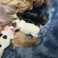 Fanta Undocked , a female Yorkshire Terrier for sale in Roseville, CA – Photo 2 of 10